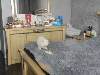 4 Սենյականոց բնակարան, Վ.Փափազյան փող, Արաբկիր (Երևան) view 5